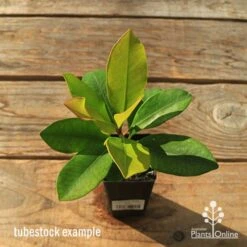 Tristaniopsis Luscious - Water Gum -Green Plant Corner apo tubestock tristaniopsis top