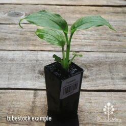 Turmeric -Green Plant Corner apo turmeric tubestock plant