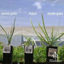 Liriope Silverlawn -Green Plant Corner apo variegated grass comparison2 2