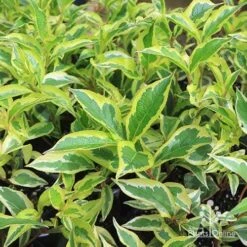 Weigela Variegated 25 Weigela Variegated -Green Plant Corner apo variegated weigela foliage