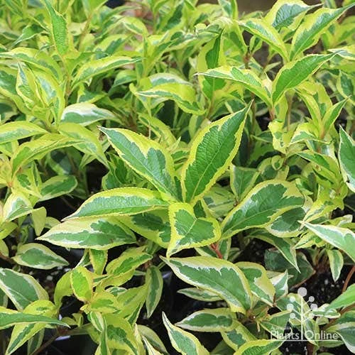Weigela Variegated 11 Weigela Variegated - Image 9