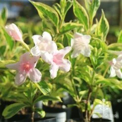 Weigela Variegated 24 Weigela Variegated -Green Plant Corner apo variegated weigela tubestock flower