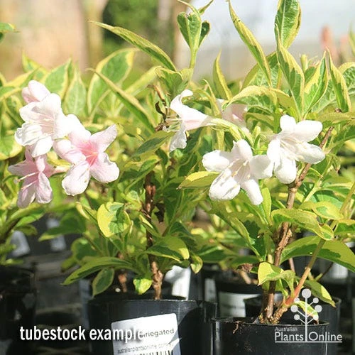 Weigela Variegated 14 Weigela Variegated - Image 12