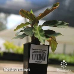 Calathea Rufibarba - Velvet Calathea -Green Plant Corner apo velvet calathea tubestock