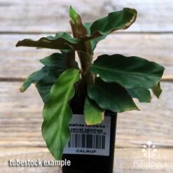 Calathea Rufibarba - Velvet Calathea -Green Plant Corner apo velvet calathea tubestock top
