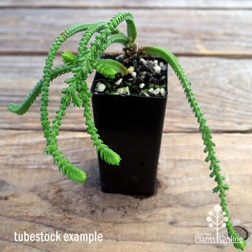 Crassula - Watchchain, Rat Tail Succulent 4 Crassula - Watchchain, Rat Tail Succulent - Image 2