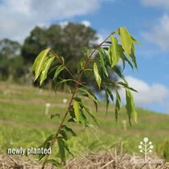 Waterhousea Sweeper - Weeping Lilly Pilly -Green Plant Corner apo waterhousea sweeper 1