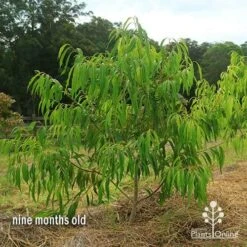 Waterhousea Sweeper - Weeping Lilly Pilly -Green Plant Corner apo waterhousea sweeper 2