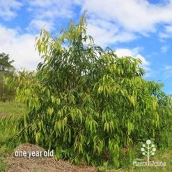 Waterhousea Sweeper - Weeping Lilly Pilly -Green Plant Corner apo waterhousea sweeper 3