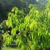 Waterhousea Sweeper - Weeping Lilly Pilly -Green Plant Corner apo waterhousea sweeper foliage