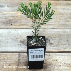 Chamelaucium MY SWEET 16™ - Waxflower -Green Plant Corner apo wax sweet 16