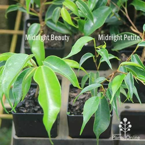 Ficus Benjamina Midnight Beauty - Weeping Fig 9 Ficus Benjamina Midnight Beauty - Weeping Fig - Image 7