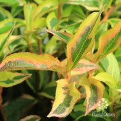 Weigela Variegated 22 Weigela Variegated -Green Plant Corner apo weigela variegated colour