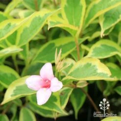 Weigela Variegated 26 Weigela Variegated -Green Plant Corner apo weigela variegated flower leaf