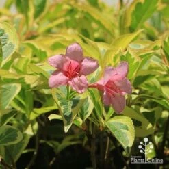 Weigela Variegated 20 Weigela Variegated -Green Plant Corner apo weigela variegated flowers