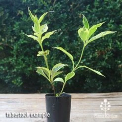 Weigela Variegated 23 Weigela Variegated -Green Plant Corner apo weigela variegated tubetock