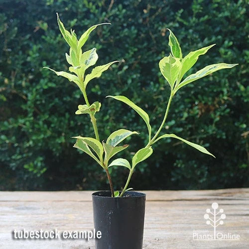 Weigela Variegated 9 Weigela Variegated - Image 7