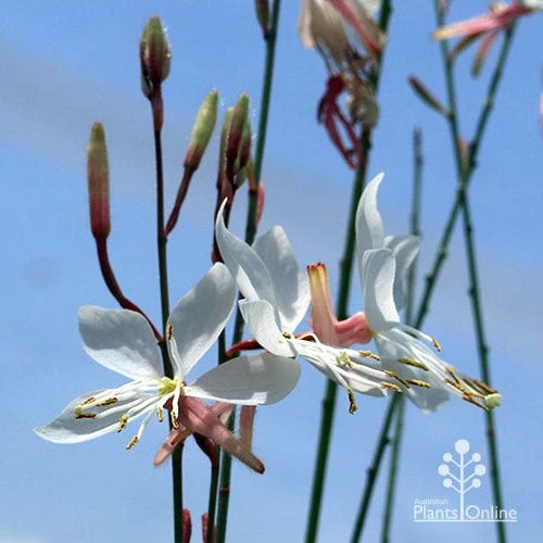 Gaura White 8 Gaura White - Image 6