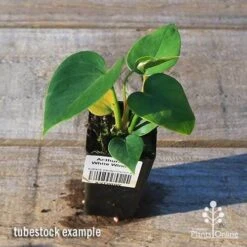 Anthurium White Winner -Green Plant Corner apo white winner tubestock top
