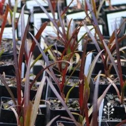 Crinum Wine Time - Swamp Lily -Green Plant Corner apo wine time tubestocks and fly