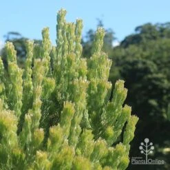 Adenanthos - Woolly Bush -Green Plant Corner apo woolly bush profile