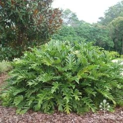 Philodendron Xanadu 23 Philodendron Xanadu -Green Plant Corner apo xanadu mature