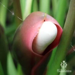 Philodendron Xanadu 19 Philodendron Xanadu -Green Plant Corner apo xanadu mature flowerbud