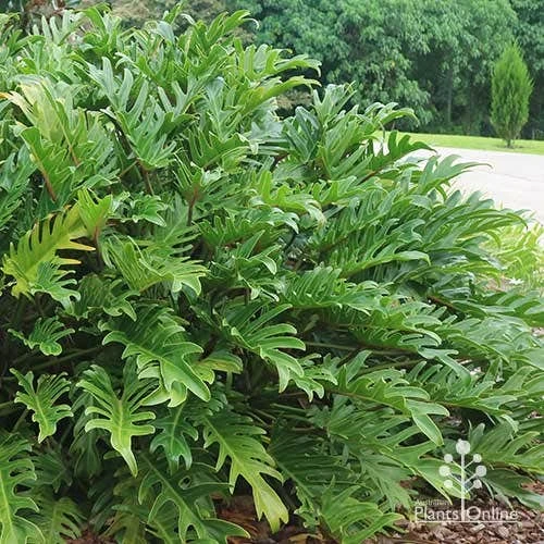 Philodendron Xanadu 4 Philodendron Xanadu - Image 2