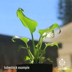 Philodendron Xanadu 20 Philodendron Xanadu -Green Plant Corner apo xanadu tubestock blue sky