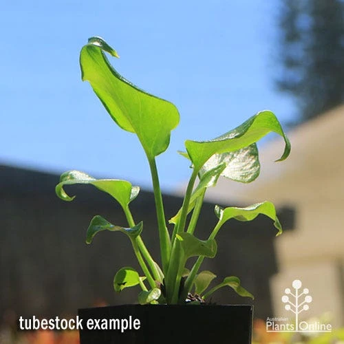 Philodendron Xanadu 10 Philodendron Xanadu - Image 8