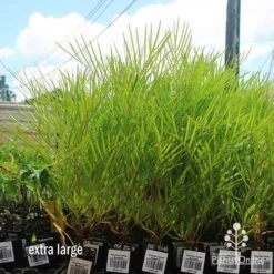 Grevillea Yamba Sunshine -Green Plant Corner apo yamba sunshine dec large
