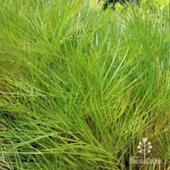 Grevillea Yamba Sunshine -Green Plant Corner apo yamba sunshine foliage