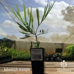 Grevillea Yamba Sunshine -Green Plant Corner apo yamba sunshine tubestock side