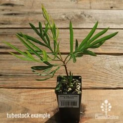 Grevillea Yamba Sunshine -Green Plant Corner apo yamba sunshine tubestock top