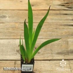 Anigozanthos Yellow Gem - Kangaroo Paw -Green Plant Corner apo yellow gem tubestock