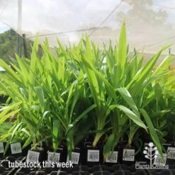 Yucca Elephantipes - Soft-tip Yucca 18 Yucca Elephantipes - Soft-tip Yucca -Green Plant Corner apo yucca big