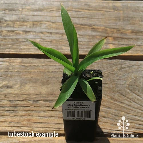 Yucca Elephantipes - Soft-tip Yucca 11 Yucca Elephantipes - Soft-tip Yucca - Image 9
