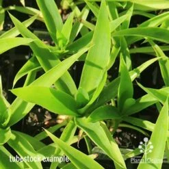 Yucca Elephantipes - Soft-tip Yucca 23 Yucca Elephantipes - Soft-tip Yucca -Green Plant Corner apo yucca soft tip tubestock top 1