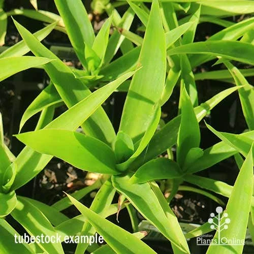 Yucca Elephantipes - Soft-tip Yucca 13 Yucca Elephantipes - Soft-tip Yucca - Image 11