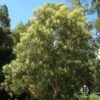 Grevillea Baileyana - Brown Silky Oak 1 Grevillea Baileyana - Brown Silky Oak -Green Plant Corner aps tree 1