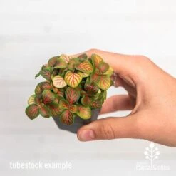 Fittonia Skeleton - Snakeskin Plant -Green Plant Corner ausplantsonline fittonia skeleton tube