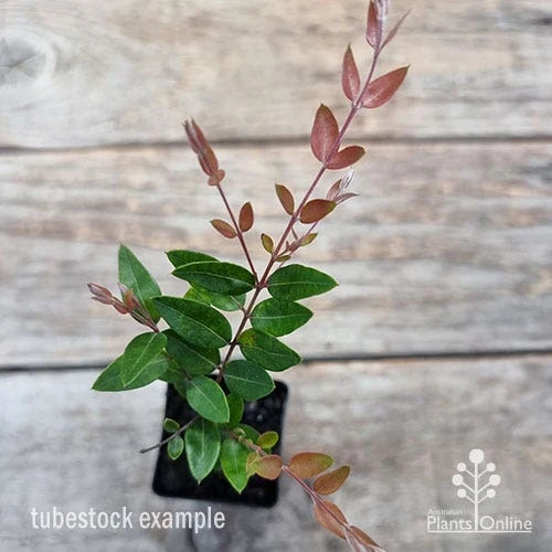 Austromyrtus Blush - Pink Midgem Berry 4 Austromyrtus Blush - Pink Midgem Berry - Image 2