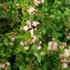 Austromyrtus Blush - Pink Midgem Berry 1 Austromyrtus Blush - Pink Midgem Berry -Green Plant Corner austromyrtus blush