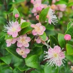 Austromyrtus Blush - Pink Midgem Berry 13 Austromyrtus Blush - Pink Midgem Berry -Green Plant Corner austromyrtus blush close