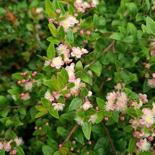 Austromyrtus Blush - Pink Midgem Berry 3 Austromyrtus Blush - Pink Midgem Berry