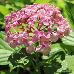 Hydrangea Ayesha