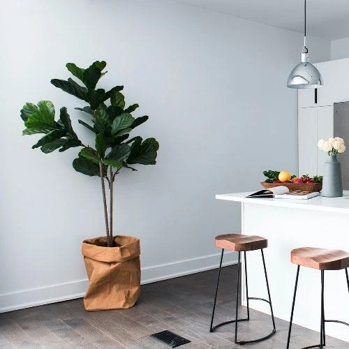 Ficus Lyrata Bambino - Fiddle Leaf Fig 8 Ficus Lyrata Bambino - Fiddle Leaf Fig - Image 6
