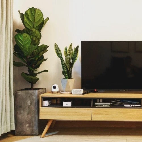Ficus Lyrata Bambino - Fiddle Leaf Fig 10 Ficus Lyrata Bambino - Fiddle Leaf Fig - Image 8