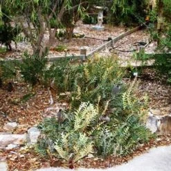 Banksia Blechnifolia -Green Plant Corner banksia blechnifolia flickr sydney oats 3