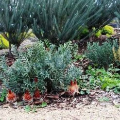 Banksia Blechnifolia -Green Plant Corner banksia candles mt barker